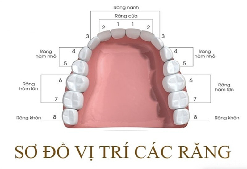 Răng số 4 là răng nào?